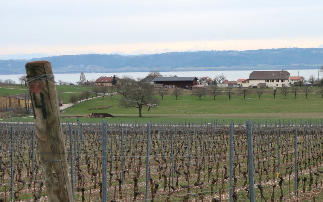 domaine de gourmandaz, valentin bourgeois & alice perdriolle, corcelles-près-concise