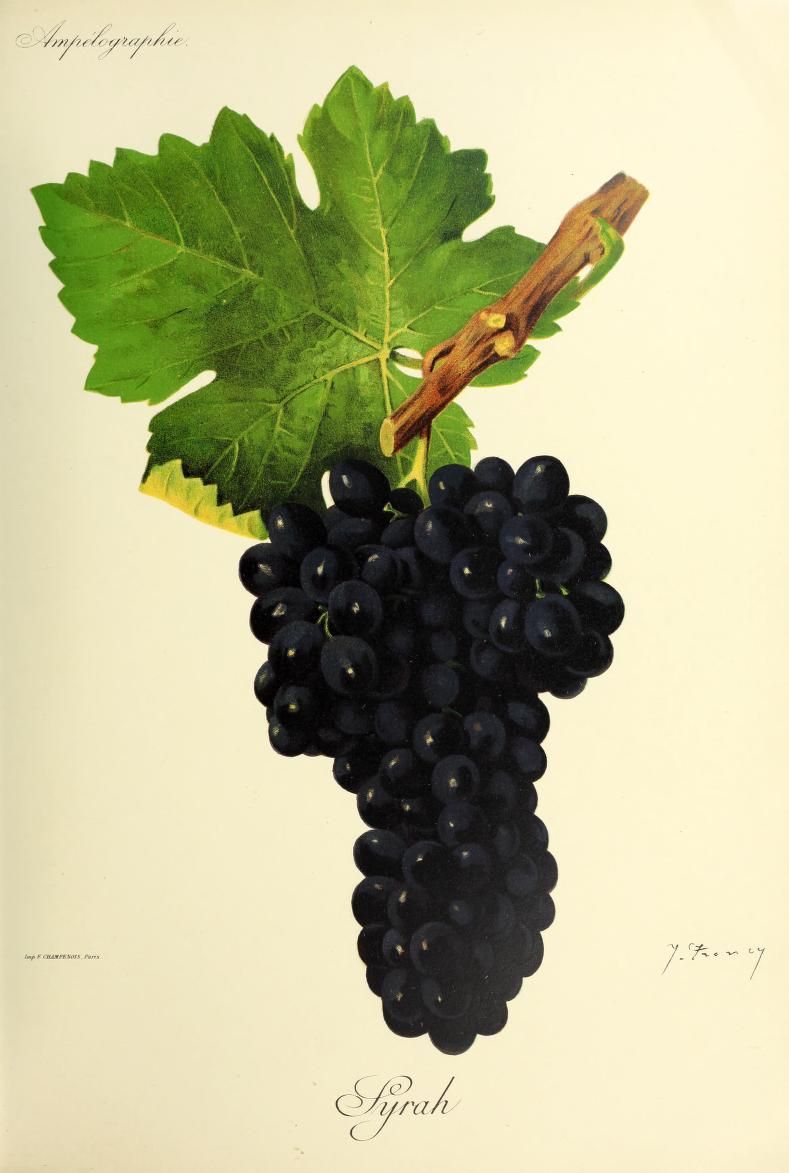 syrah, planche ampélographique